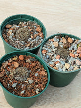Sulcorebutia gemmae HJ856