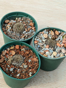 Sulcorebutia gemmae HJ856