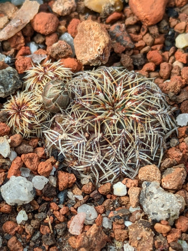 Sulcorebutia gemmae HJ856