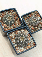 Gymnocalycium asterium FB401