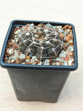 Gymnocalycium asterium FB401