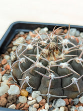 Gymnocalycium asterium FB401