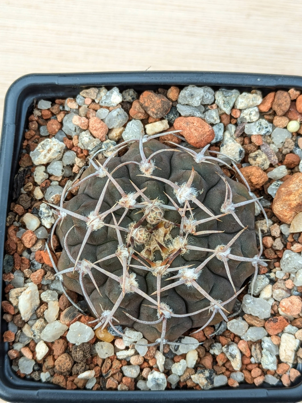 Gymnocalycium asterium FB401