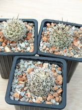 Coryphantha borwigii PP1212