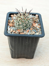 Coryphantha borwigii PP1212