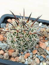 Coryphantha borwigii PP1212