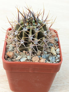 Echinopsis leucantha RH3608