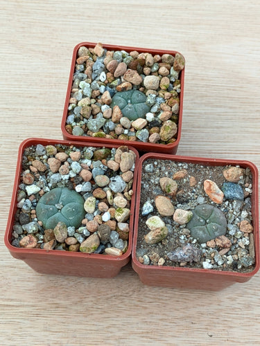 Lophophora williamsii VZD037