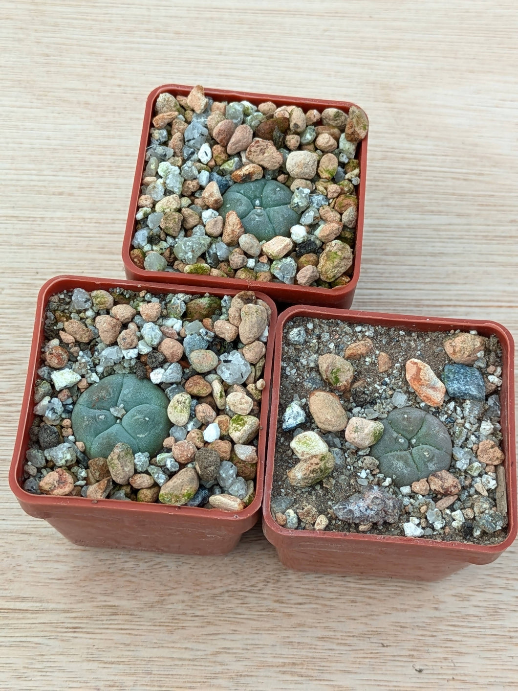 Lophophora williamsii VZD037
