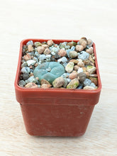 Lophophora williamsii VZD037