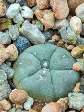Lophophora williamsii VZD037