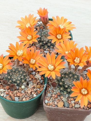 Aylostera flavistyla FR756