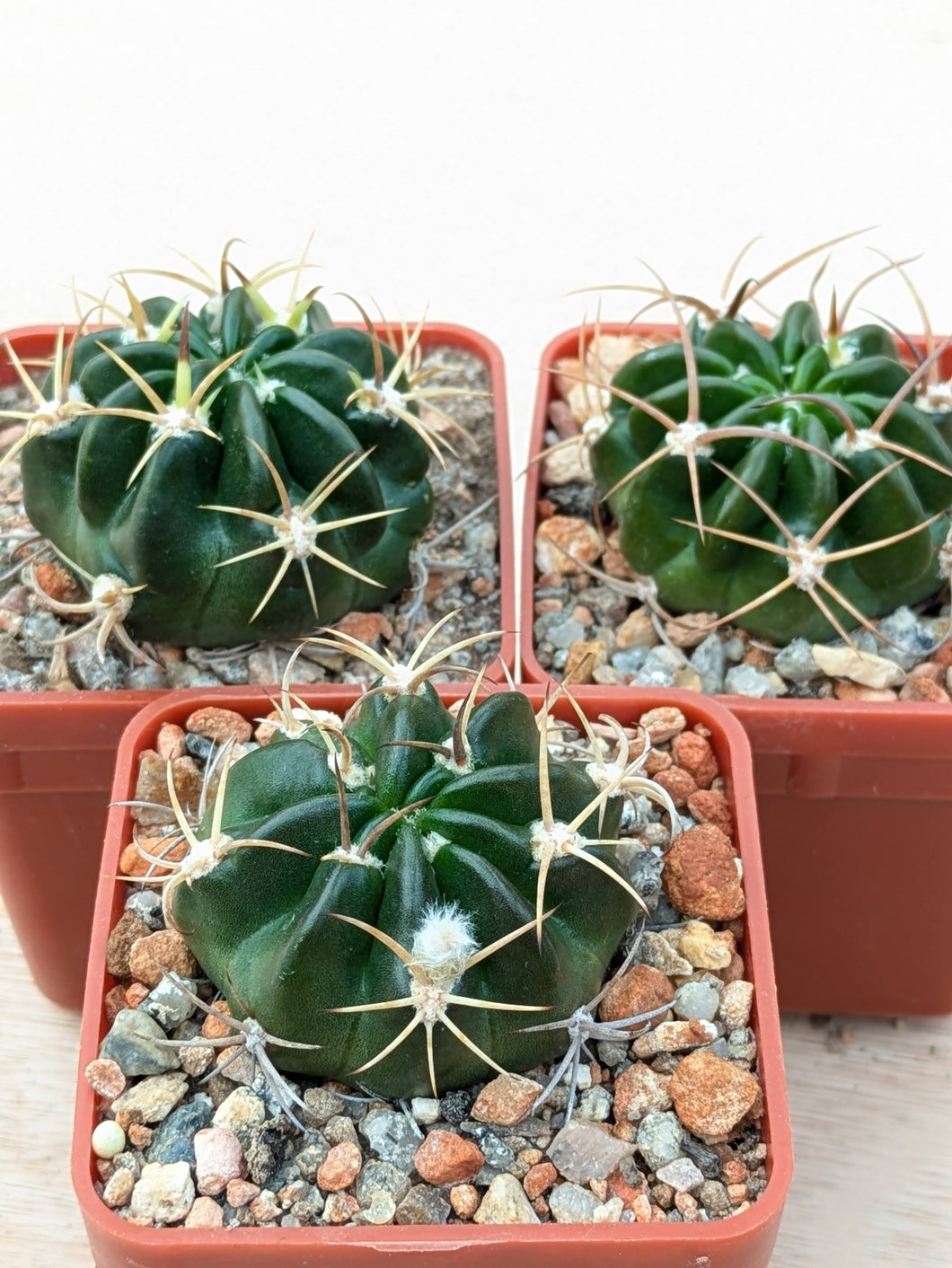 Echinopsis obrepanda v. purpurea R461