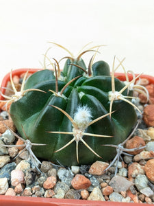 Echinopsis obrepanda v. purpurea R461