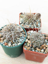 Lobivia aurea v. sierragrandensis SE7