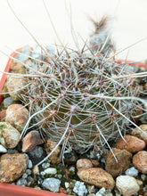 Lobivia aurea v. sierragrandensis SE7