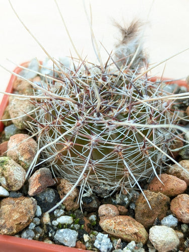 Lobivia aurea v. sierragrandensis SE7