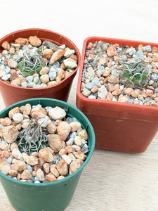 Turbinicarpus schmiedickeanus