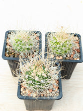 Acanthocalycium violaceum P110