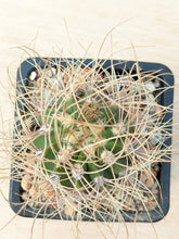 Acanthocalycium violaceum P110