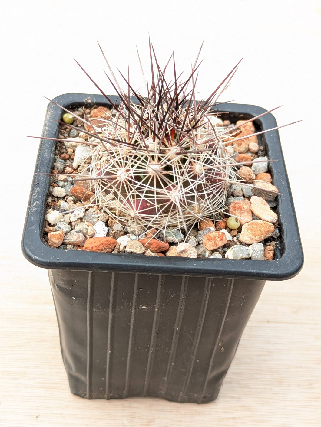 Coryphantha ramillosa