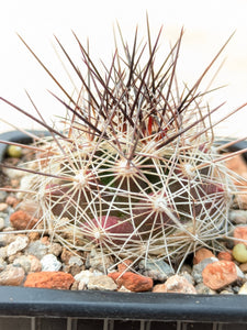 Coryphantha ramillosa