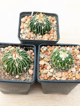 Stenocactus sp. MM158