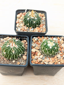 Stenocactus sp. MM158