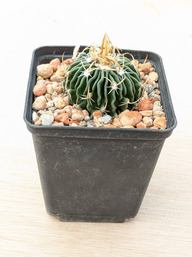 Stenocactus sp. MM158