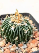 Stenocactus sp. MM158