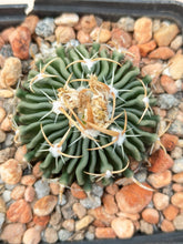 Stenocactus sp. MM158