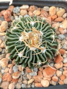 Stenocactus sp. MM158