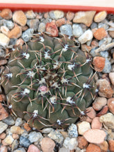 Gymnocalycium quehlianum DV60