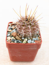 Lobivia aurea R527