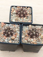Gymnocalycium schickendantzii KPP2057