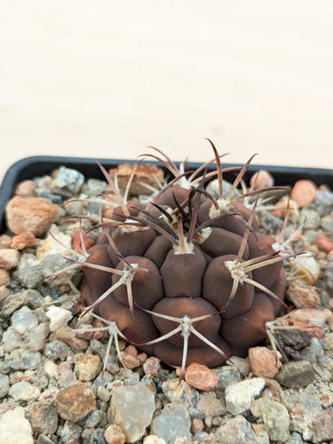 Gymnocalycium schickendantzii KPP2057