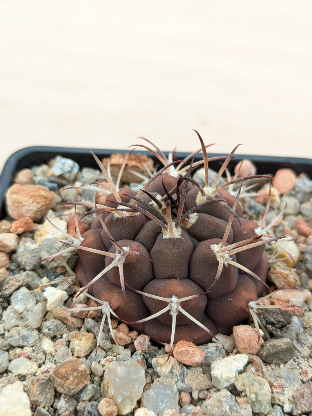 Gymnocalycium schickendantzii KPP2057