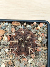 Gymnocalycium schickendantzii KPP2057