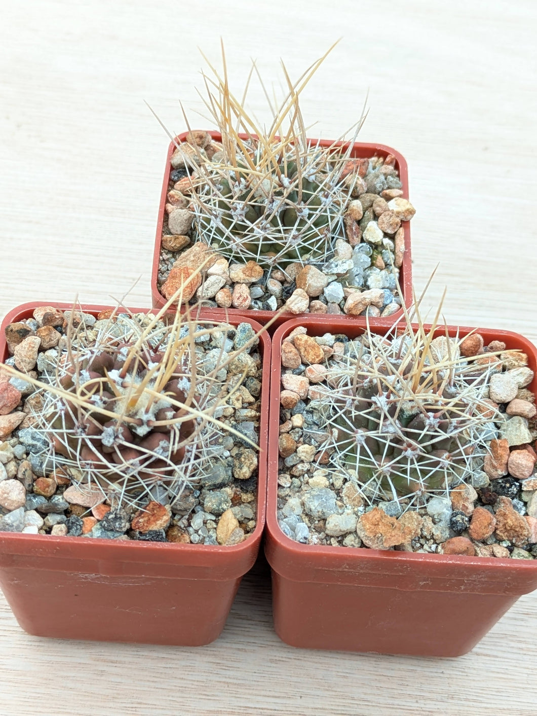 Thelocactus rinconensis ssp. nidulans MM164