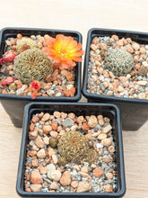 Sulcorebutia canigueralii SE117