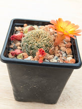 Sulcorebutia canigueralii SE117