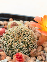 Sulcorebutia canigueralii SE117