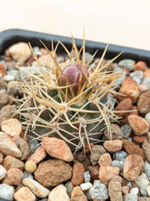 Gymnocalycium neuhuberi GN77/1181