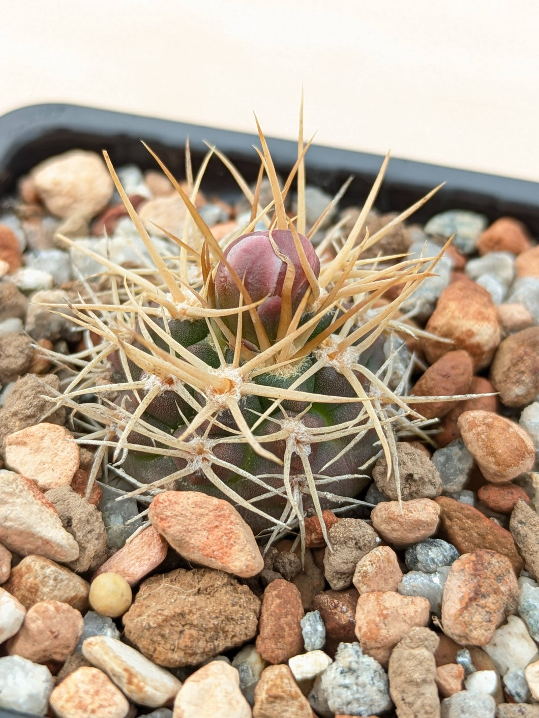 Gymnocalycium neuhuberi GN77/1181