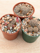 Sulcorebutia crispata RH1627/2