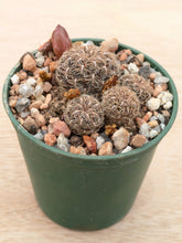 Sulcorebutia crispata RH1627/2