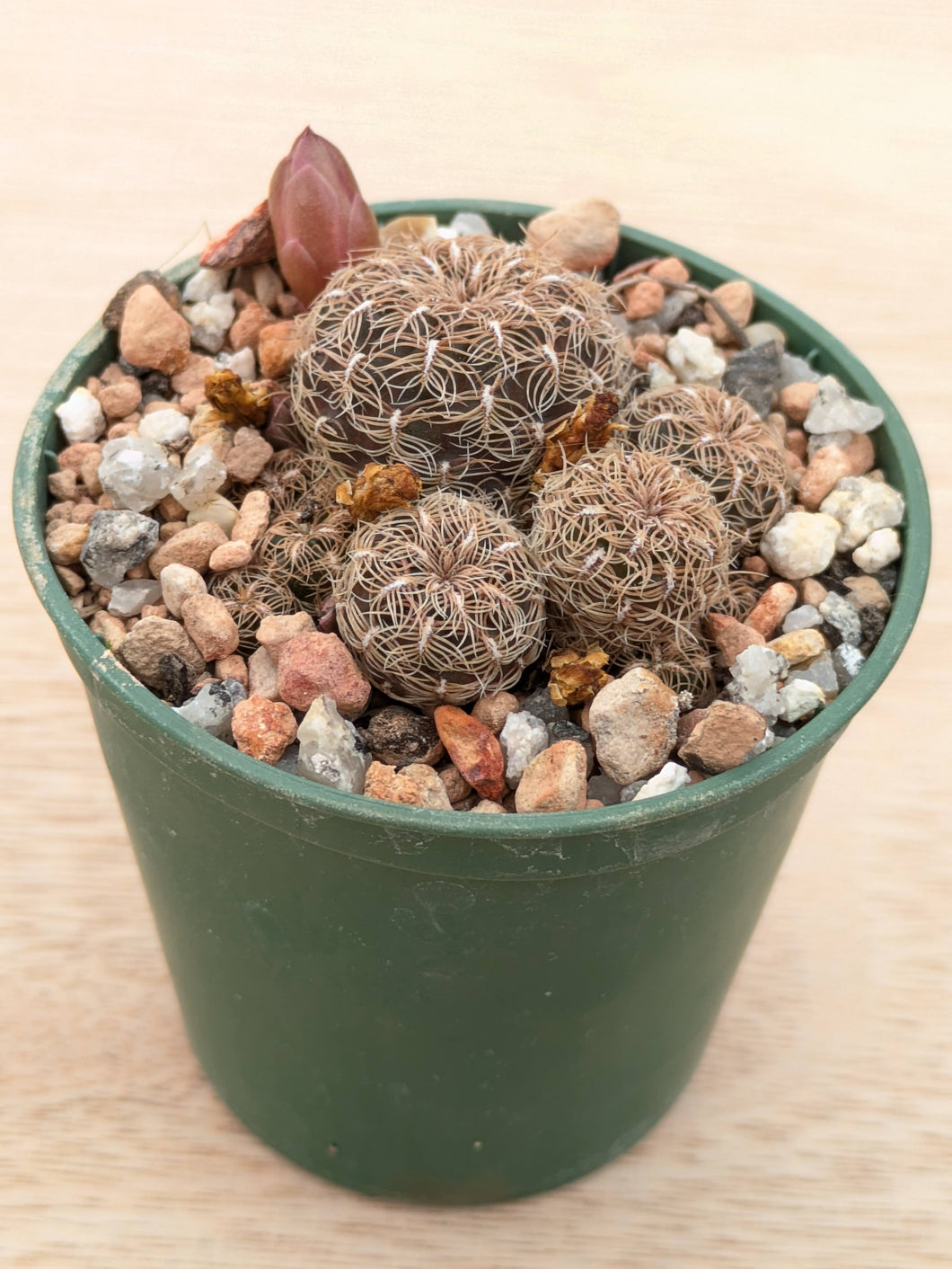 Sulcorebutia crispata RH1627/2