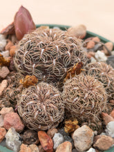 Sulcorebutia crispata RH1627/2