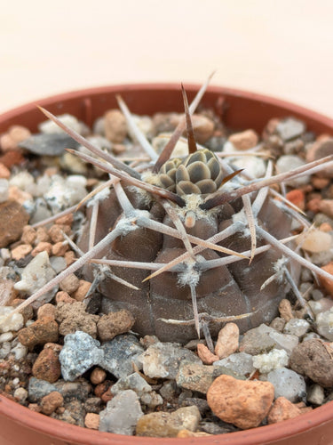 Gymnocalycium borthii ssp. nogolense VoS188