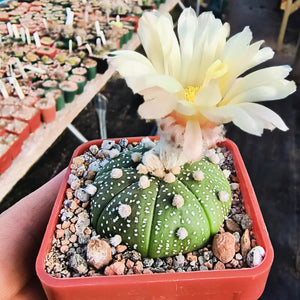 Astrophytum asterias